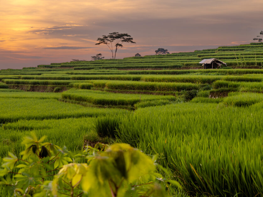 Rice terraces Java sunset