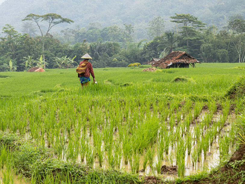 Peasant at rice terraces Java